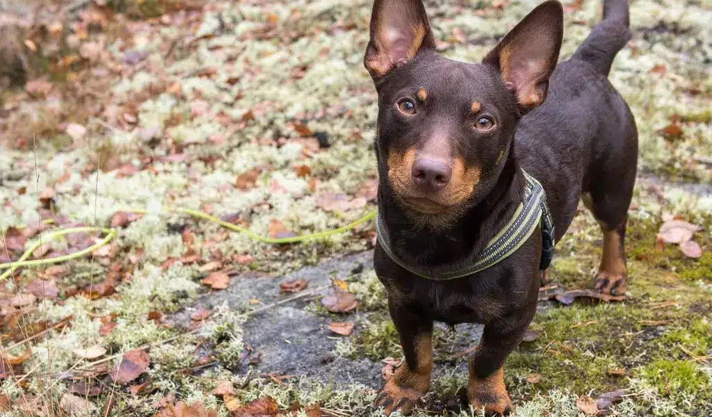 Lancashire Heeler