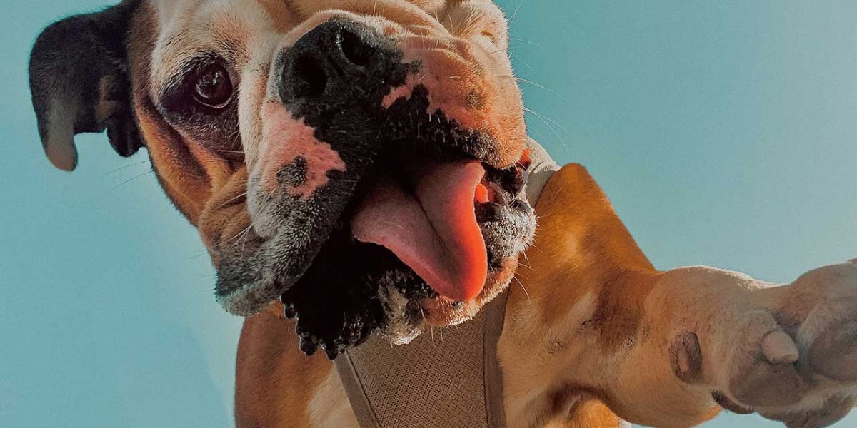 Leavitt Bulldog