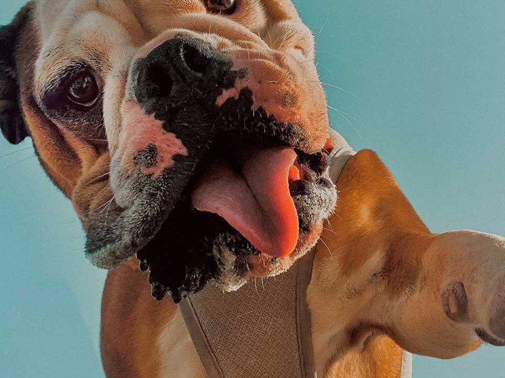 Leavitt Bulldog
