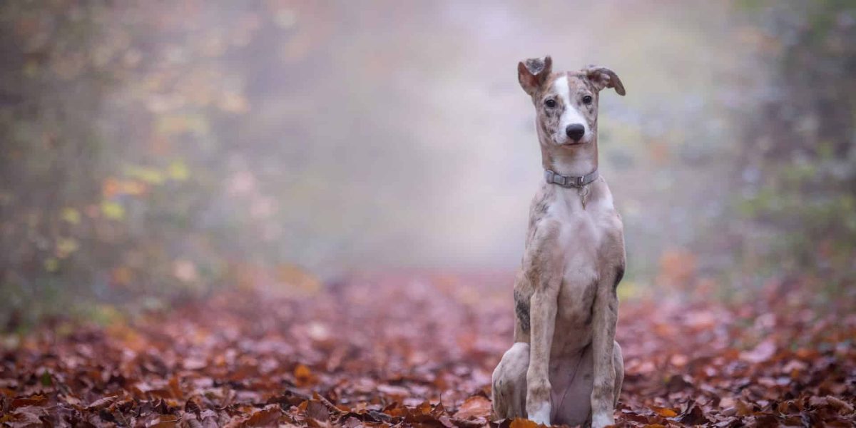 Lurcher