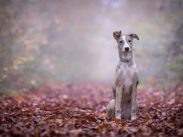 Lurcher