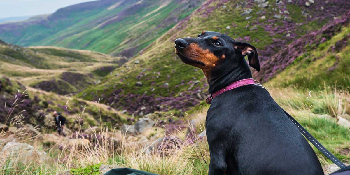 Manchester Terrier