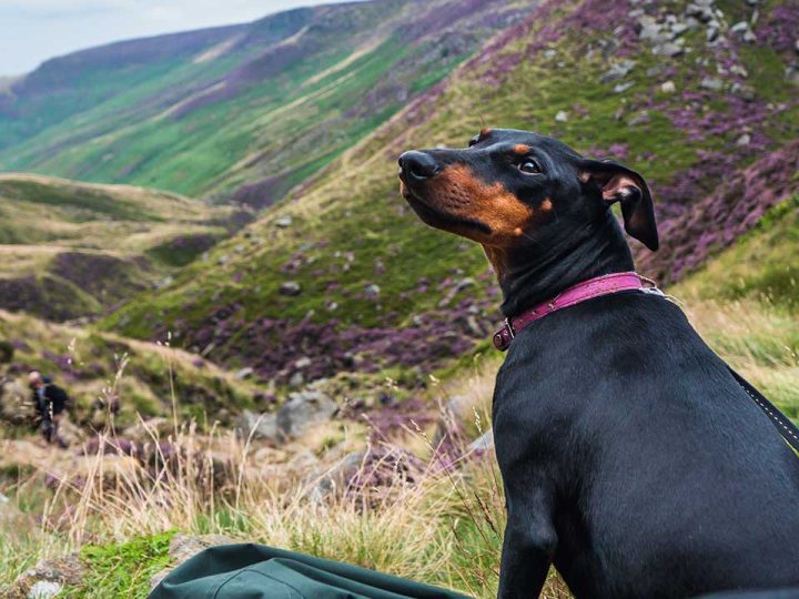Manchester Terrier