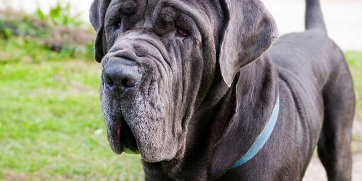 Napolitaanse Mastiff