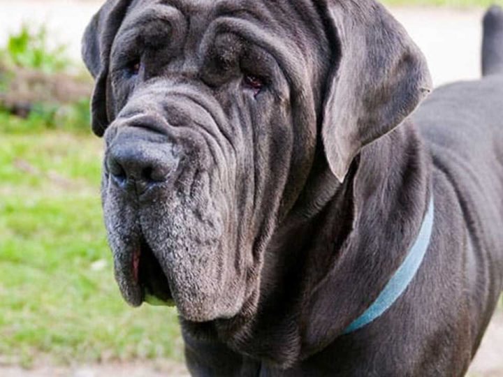 Napolitaanse Mastiff