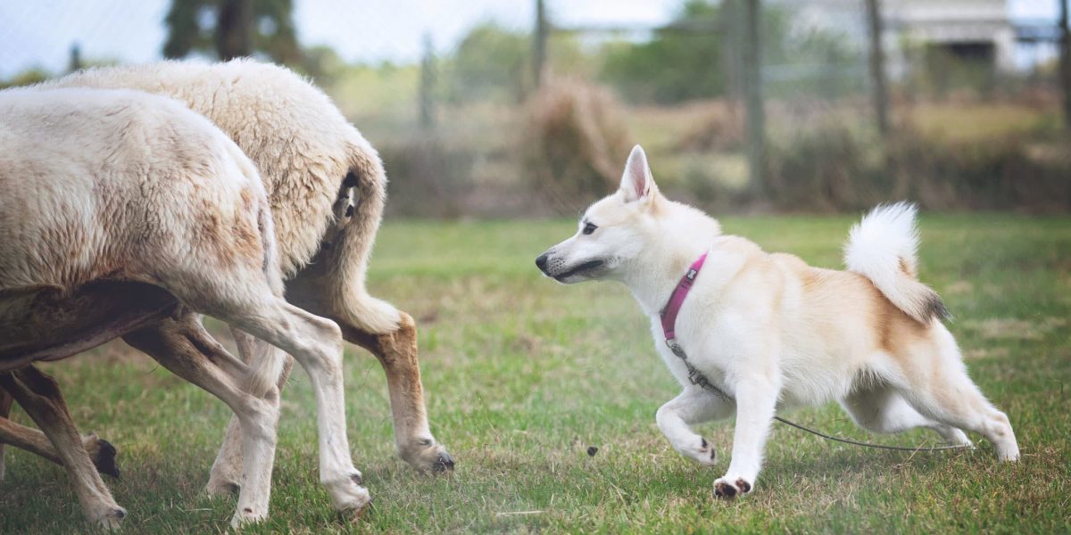 Noorse Buhund