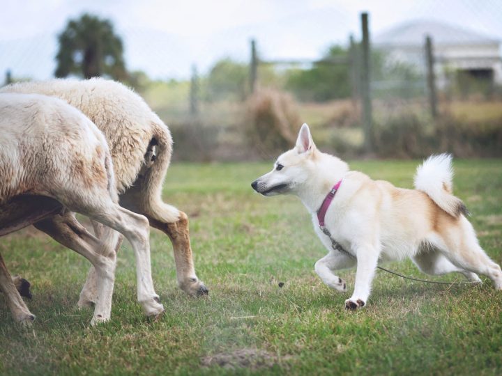 Noorse Buhund