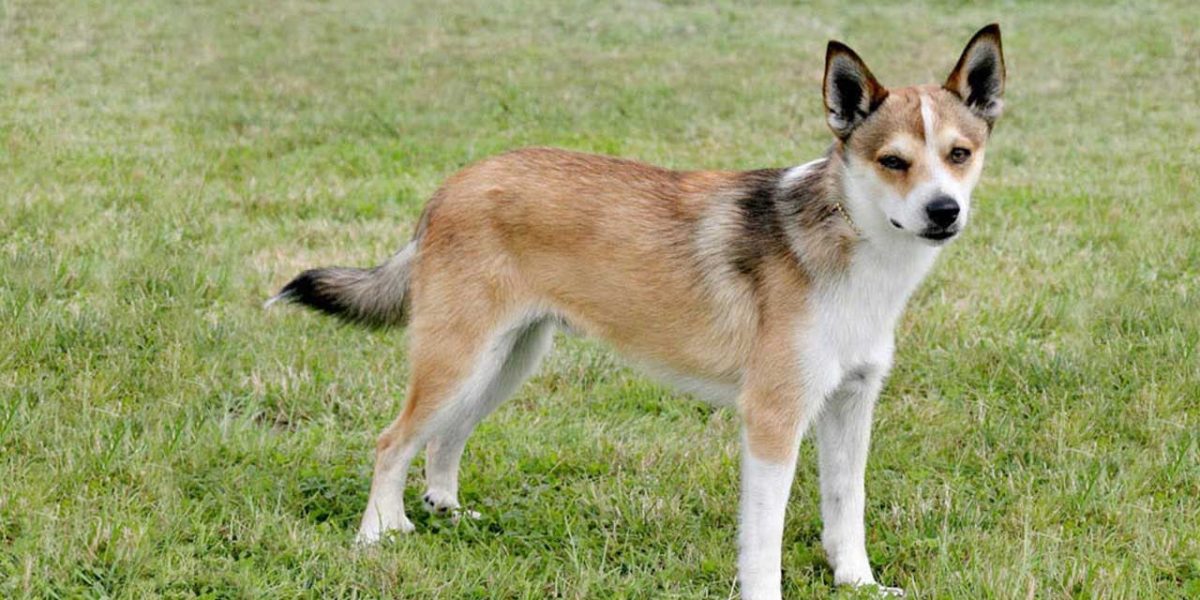 Noorse Lundehund