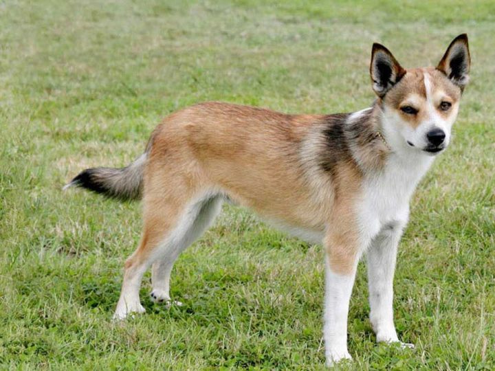 Noorse Lundehund
