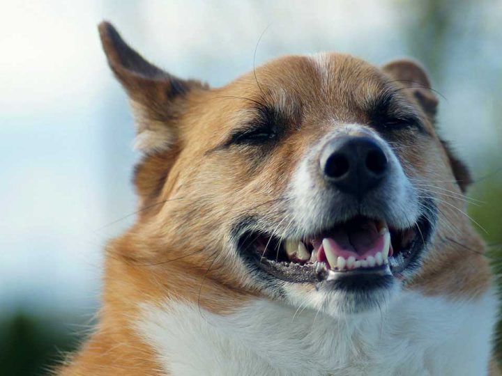 Norrbottenspets