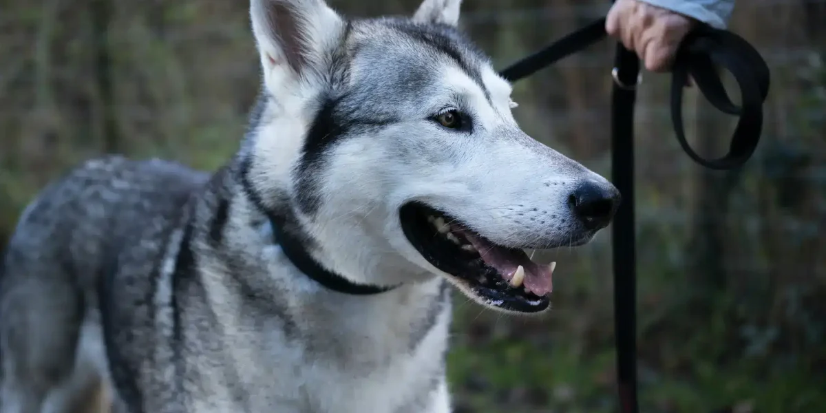 Northern Inuit
