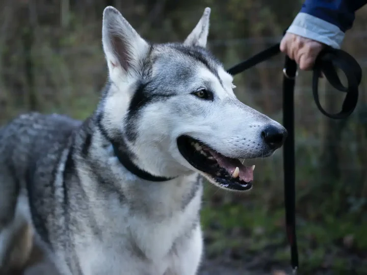 Northern Inuit