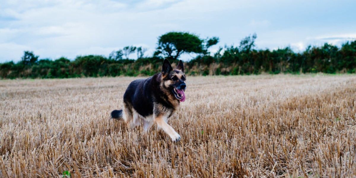 Oost-Europese Herder