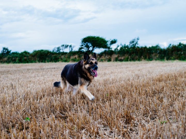 Oost-Europese Herder