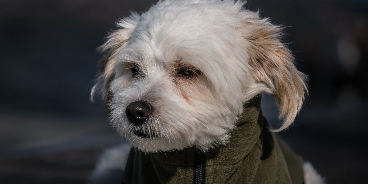 Papichon