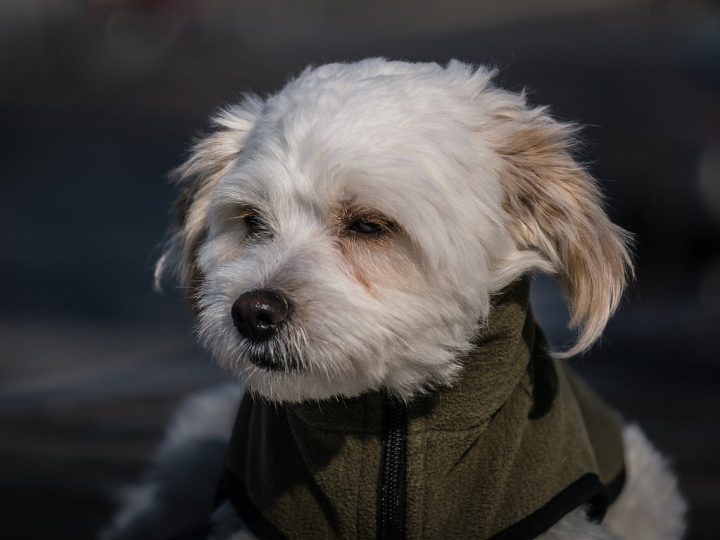 Papichon