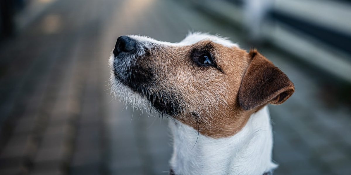 Parson Russell Terrier