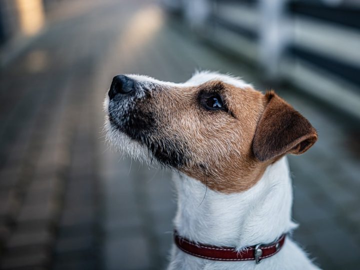 Parson Russell Terrier