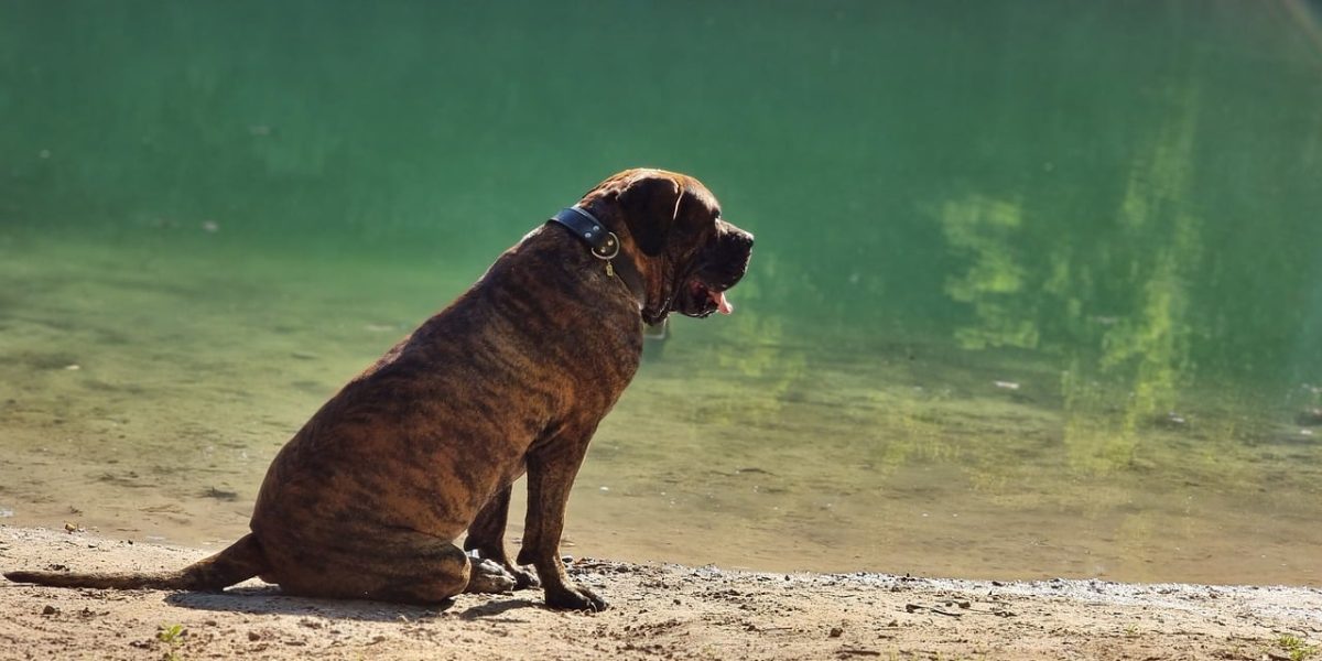Perro de Presa Canario