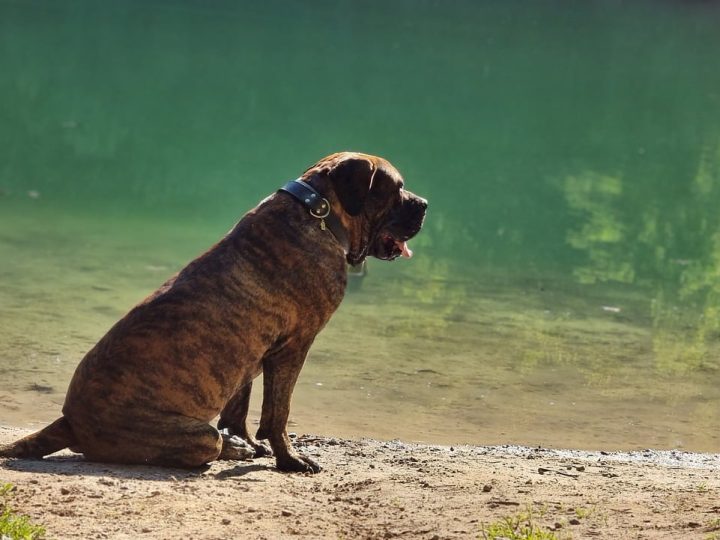 Perro de Presa Canario