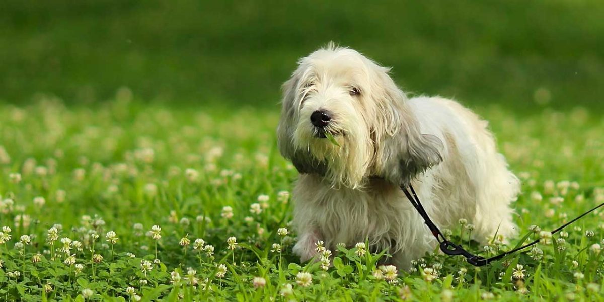Petit Basset Griffon Vendeen