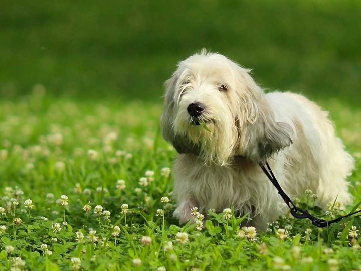 Petit Basset Griffon Vendeen