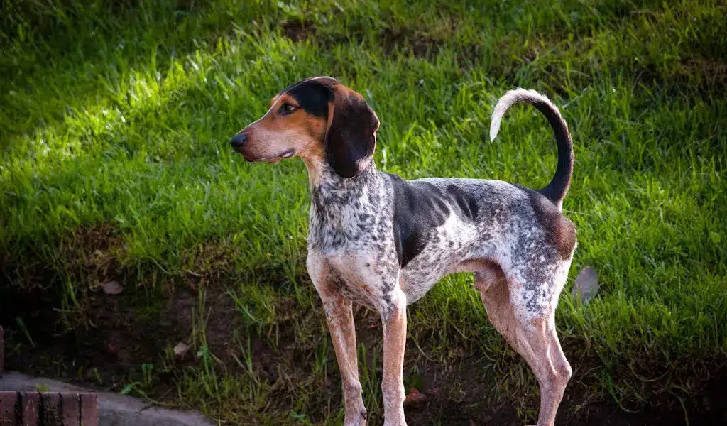 Petit Bleu De Gascogne