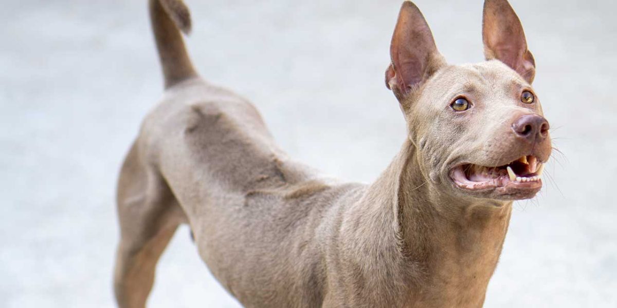 Phu Quoc Ridgeback