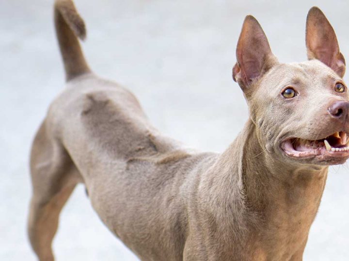 Phu Quoc Ridgeback