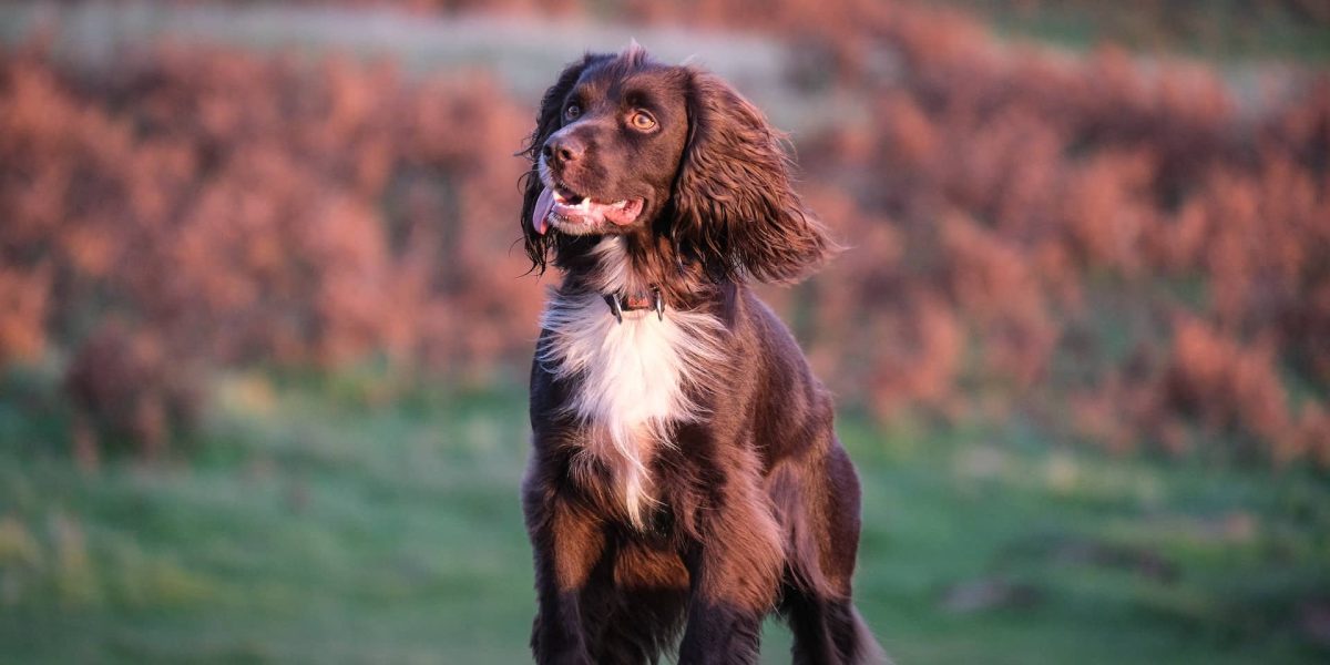 Picardische Spaniel