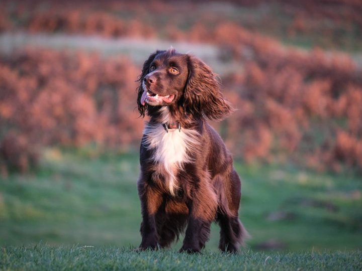 Picardische Spaniel