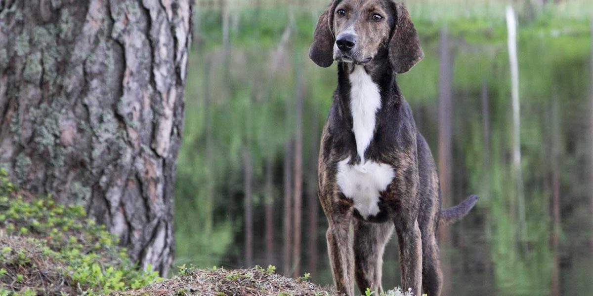 Plott Hound