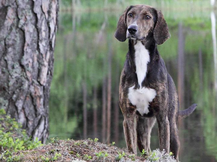 Plott Hound