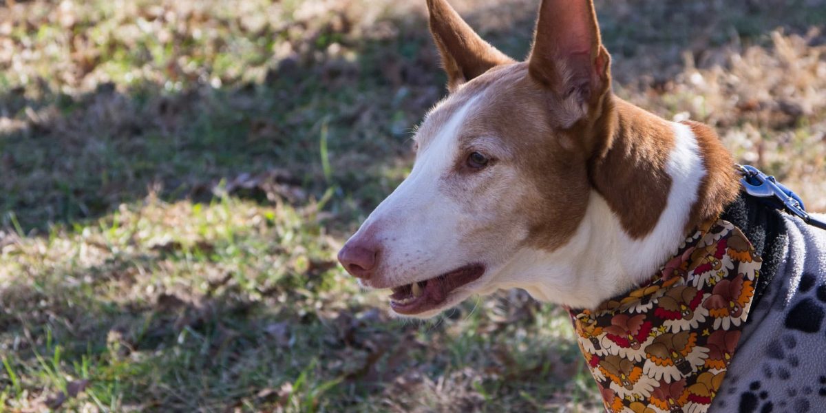 Podenco Andaluz