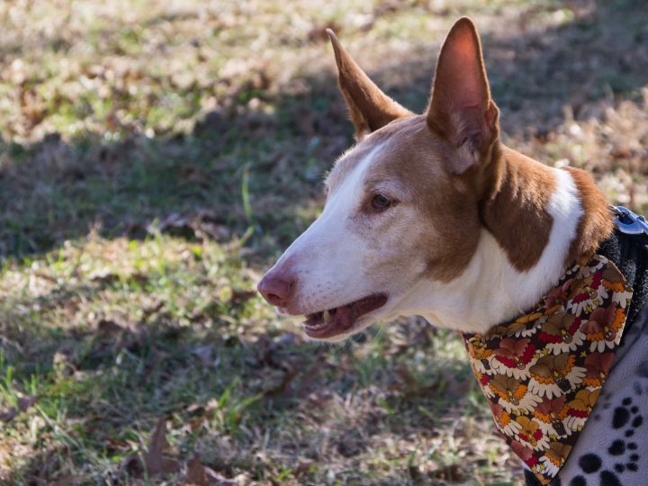 Podenco Andaluz