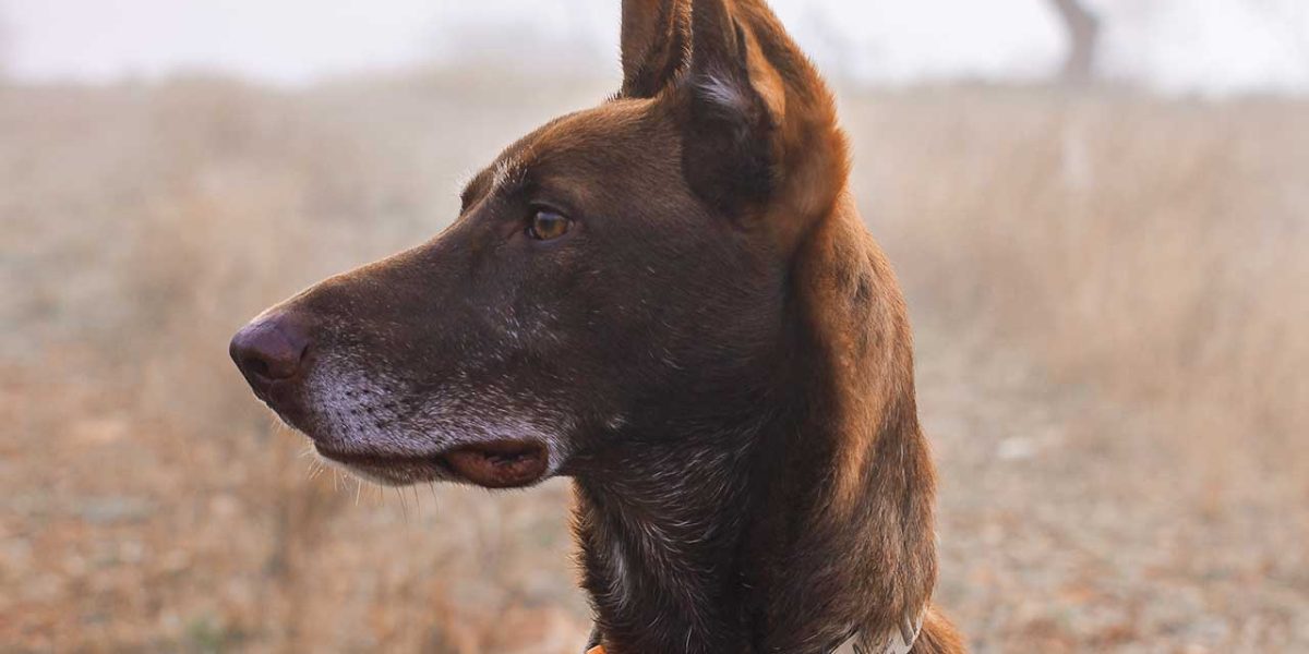 Podenco Canario