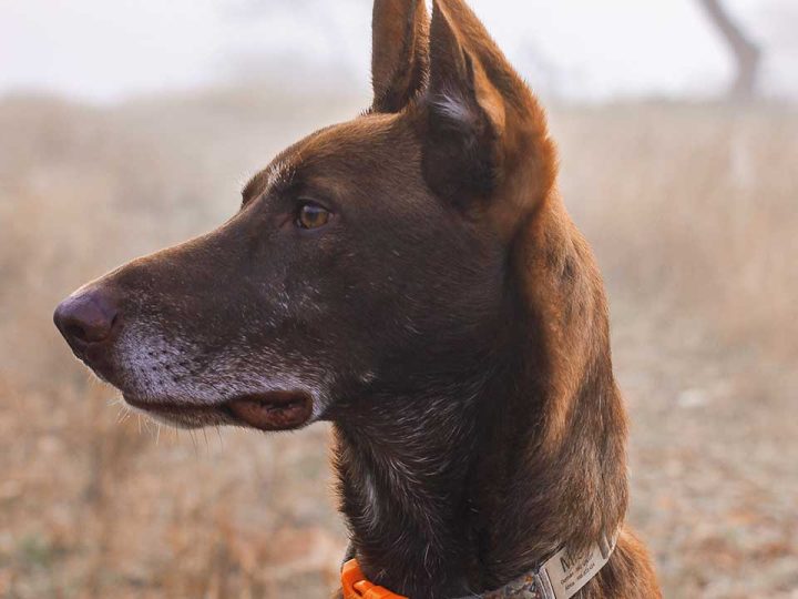 Podenco Canario