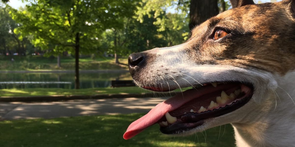 Podenco Ibicenco
