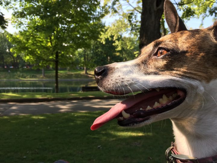 Podenco Ibicenco