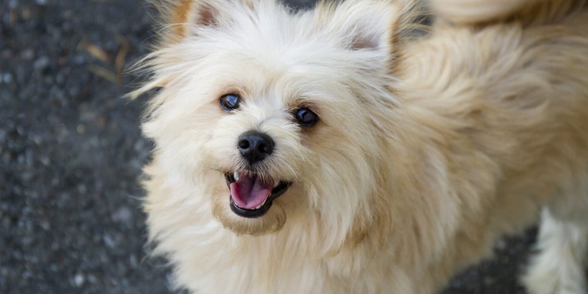 Pomapoo
