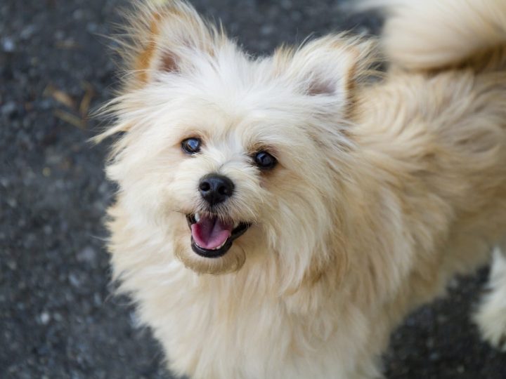 Pomapoo