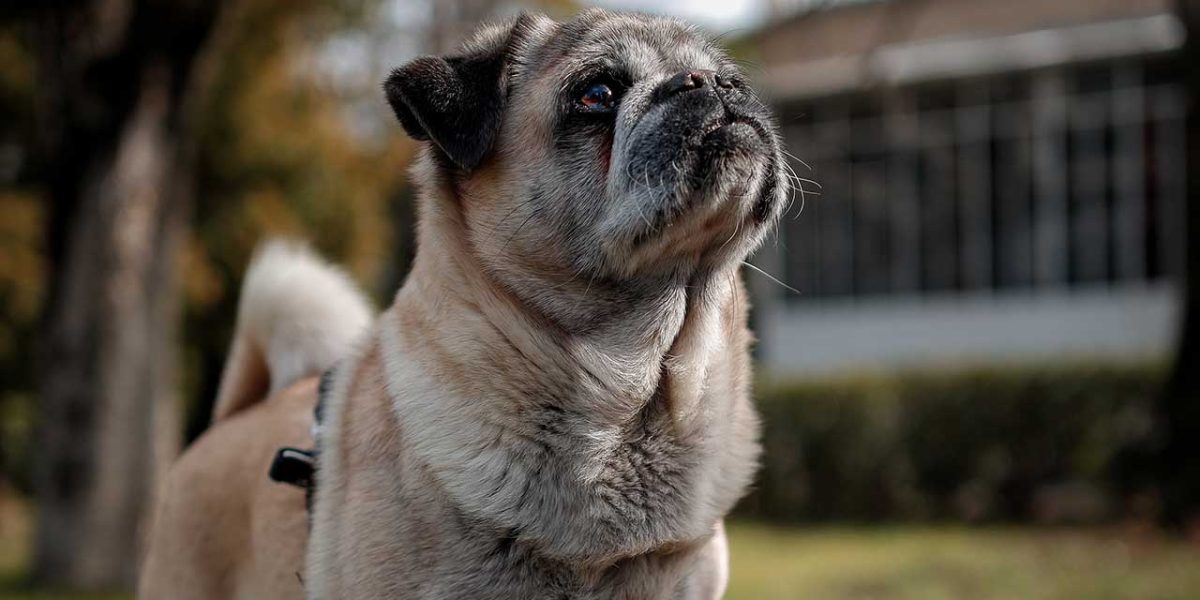 Pugalier
