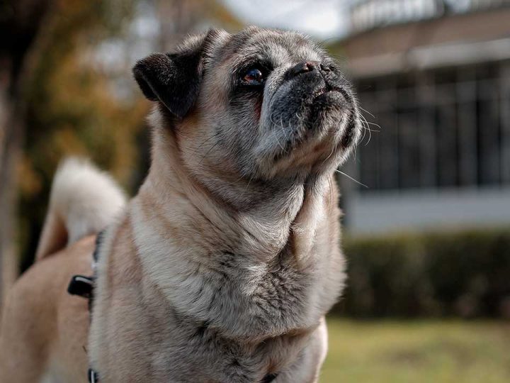 Pugalier