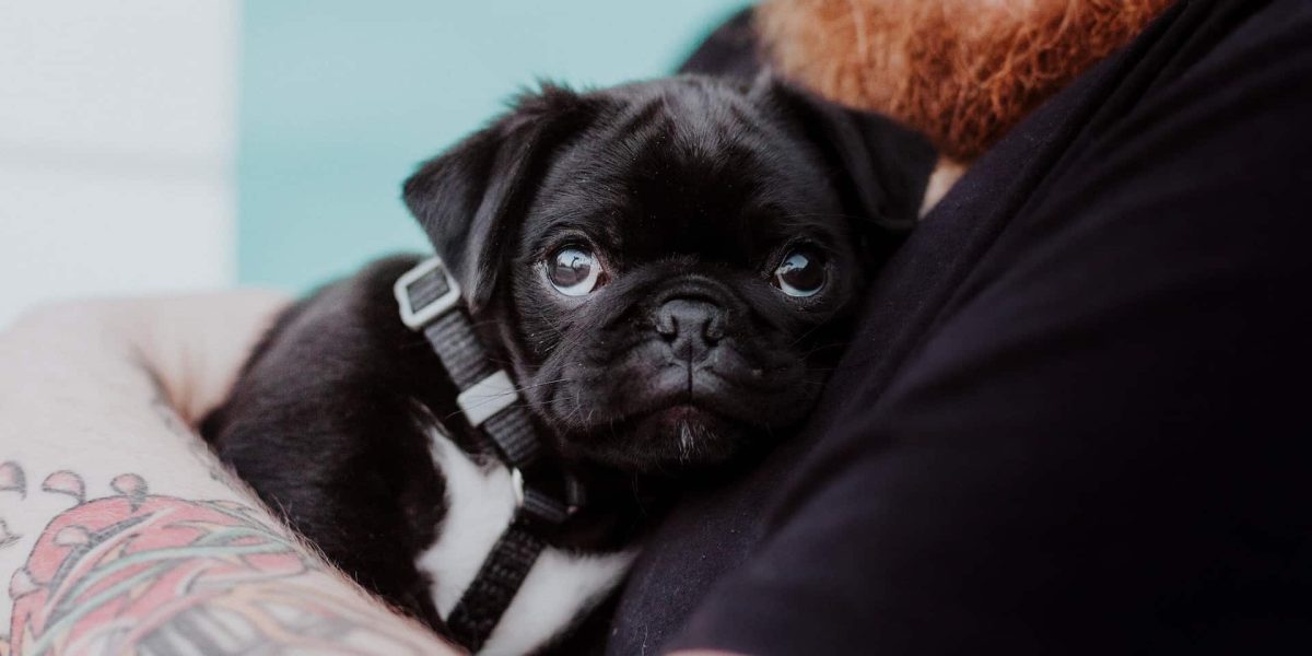 Puggle
