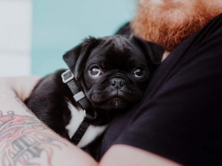 Puggle
