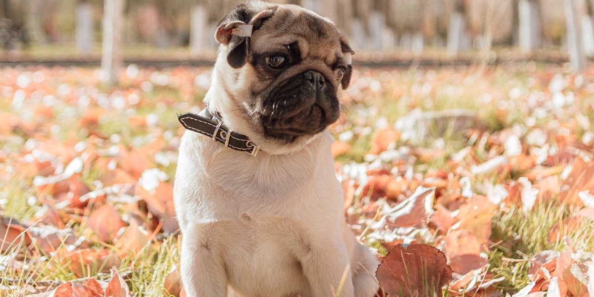 Pugshire