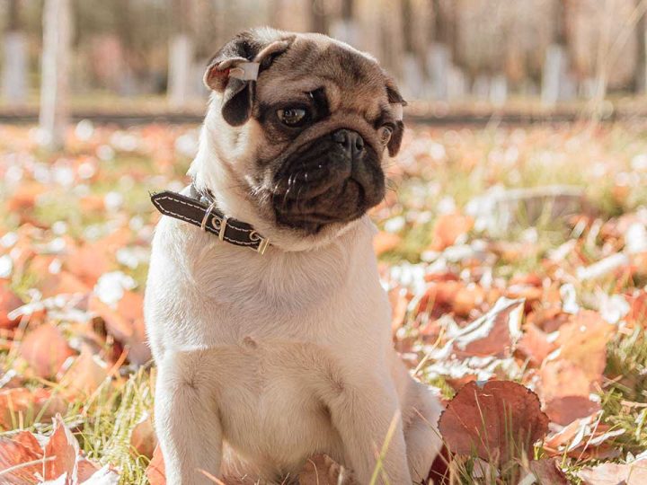 Pugshire