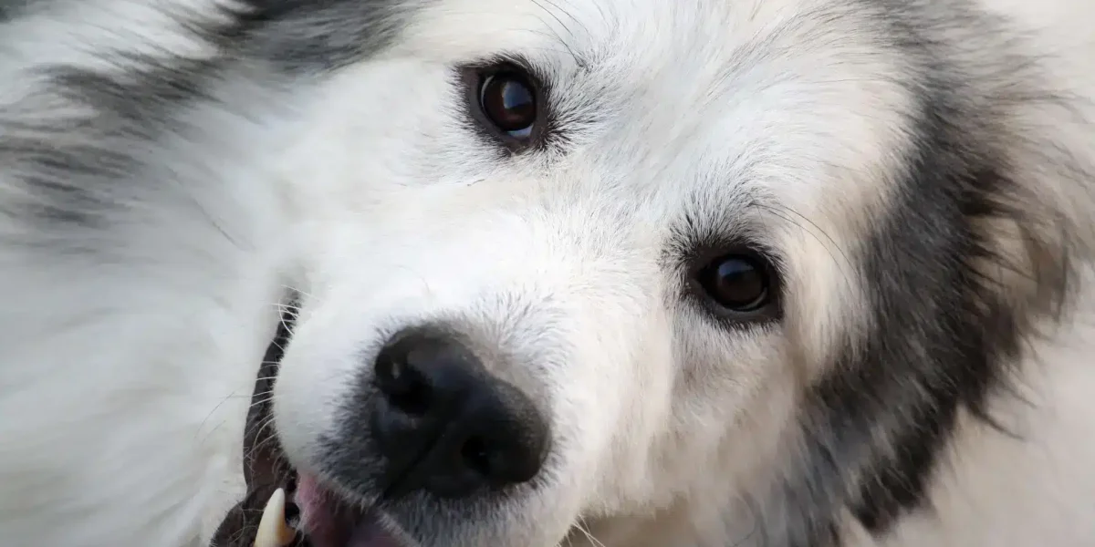 Pyreneese Berghond