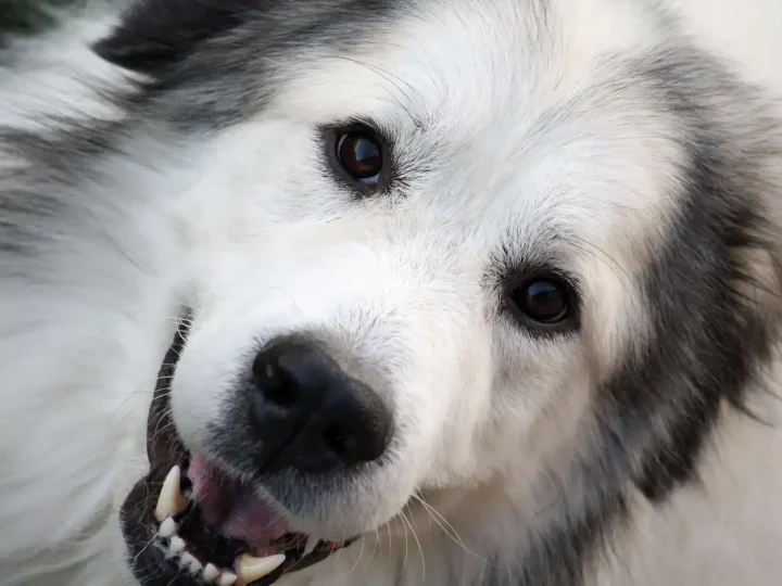 Pyreneese Berghond
