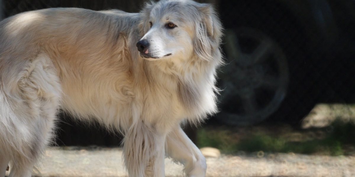 Pyreneese Herdershond